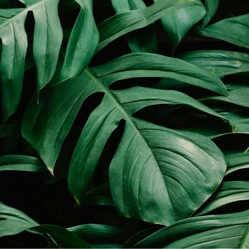 🌱🌿 TOP RATED SELLER 🌿🌱